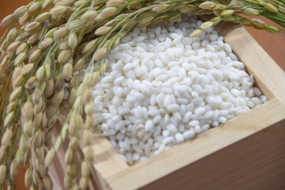 白米と稲